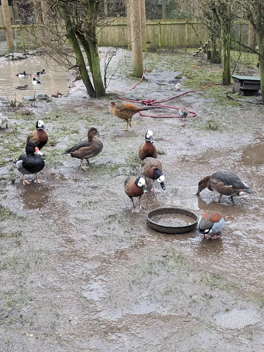 A group of ducks hanging out in a muddy enclosure